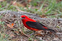 Scarlet Tanager